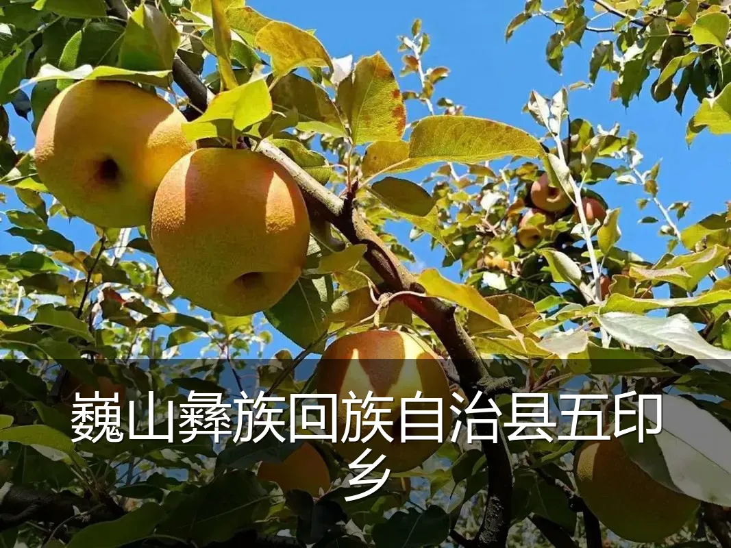 巍山彝族回族自治县五印乡